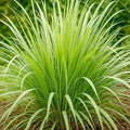 Lemon Grass - 4" Pot
