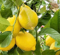 Lemon 'Lisbon' Standard - 15 Gallon
