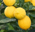 Lemon 'Meyer Improved' Espallier - 7 Gallon