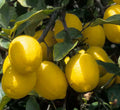 Lemon 'New Zealand Lemonade' Semi-Dwarf - 2 Gallon