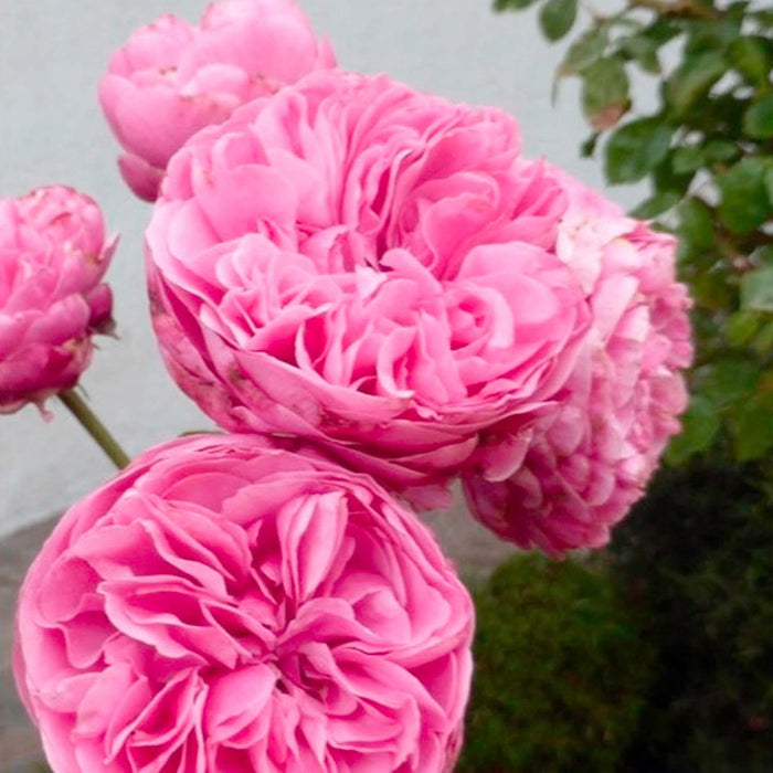 Leonardo da Vinci - 5 Gallon - Roger's Gardens
