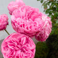 Leonardo da Vinci - 5 Gallon - Roger's Gardens