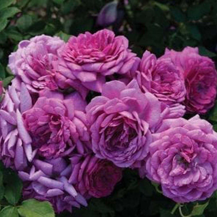 Life's Little Pleasures - 5 Gallon - Roger's Gardens