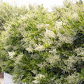 Ligustrum texanum - Waxleaf Privet - 5 Gallon - Roger's Gardens