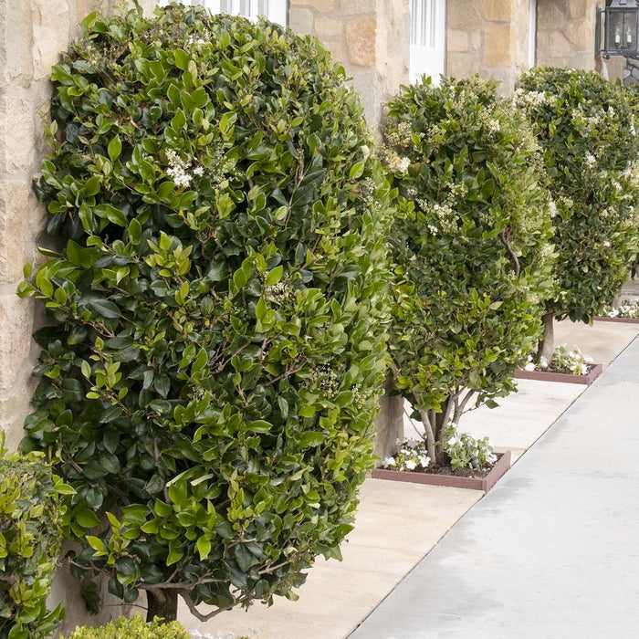 Ligustrum texanum - Waxleaf Privet - 5 Gallon - Roger's Gardens