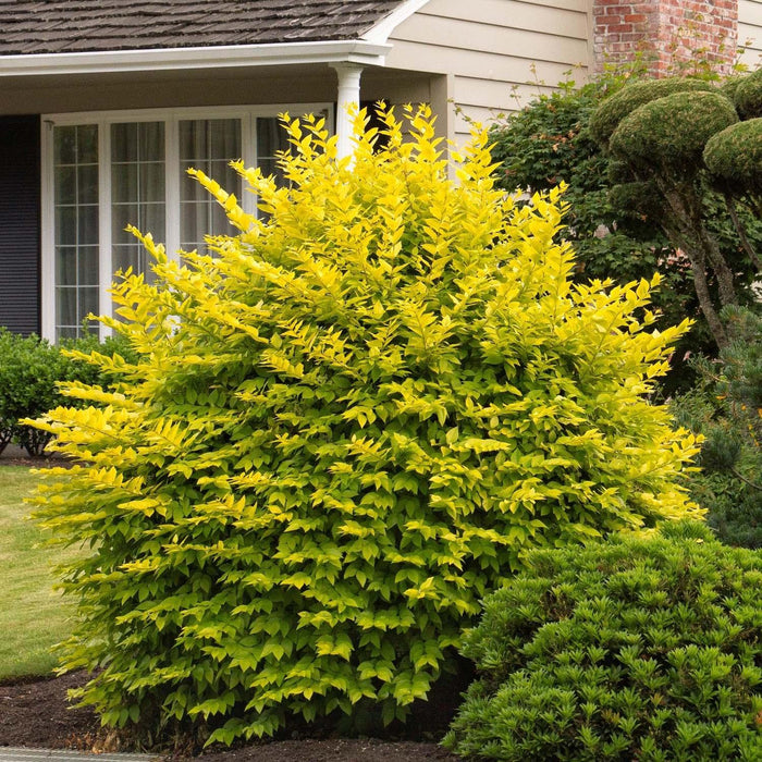 Ligustrum vicary - Vicary Golden Privet - 2 Gallon - Roger's Gardens