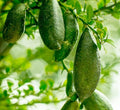 Lime 'Australian Finger' Standard - 15 Gallon