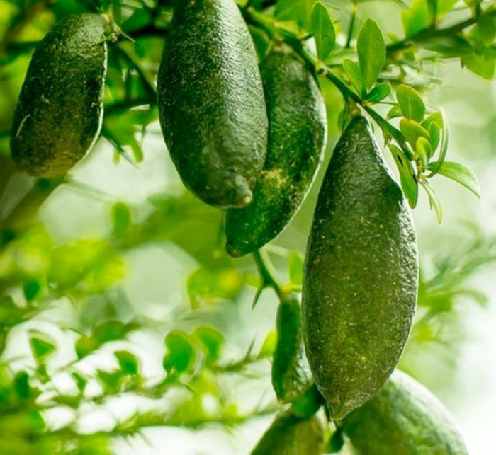 Lime 'Australian Finger' Standard - 5 Gallon
