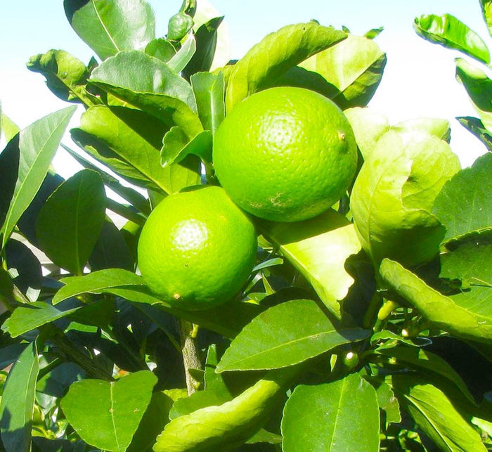 Lime 'Bearss' Espallier - 5 Gallon