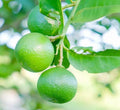 Lime 'Thornless Mexican-Key' Semi-Dwarf - 2 Gallon