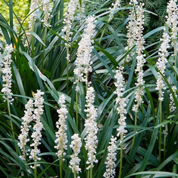 Liriope muscari 'Monroes White' - Monroe's White Lilyturf - 1 Gallon - Roger's Gardens