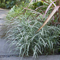 Liriope spicata 'Silver Dragon' - 1 Gallon - Roger's Gardens