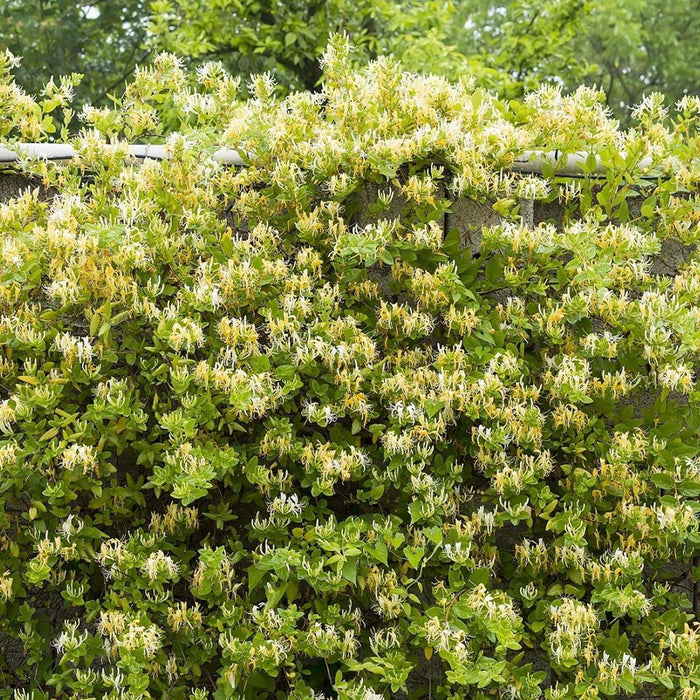 Lonicera japonica 'Halliana' - Hall's Japanese Honeysuckle - 5 Gallon - Roger's Gardens