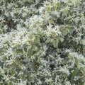 Loropetalum c. 'Snow Panda' - Snow Panda Fringe Flower - 1 Gallon - Roger's Gardens