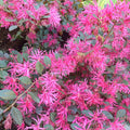 Loropetalum 'Razzleberri'® - Razzleberri Fringe Flower - 5 Gallon - Roger's Gardens