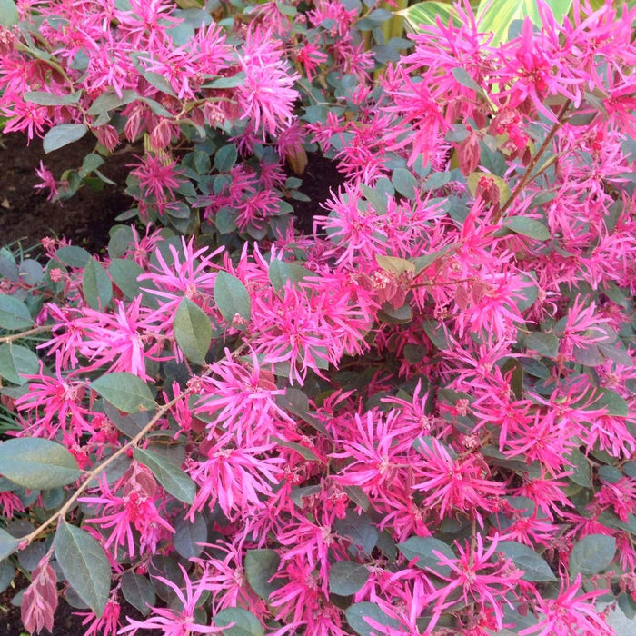 Loropetalum 'Razzleberri'® - Razzleberri Fringe Flower - 5 Gallon - Roger's Gardens
