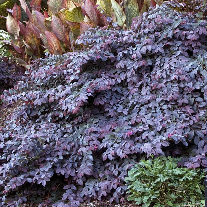 Loropetalum 'Sizzling Pink' - Sizzling Pink Fringe Flower - 5 Gallon - Roger's Gardens
