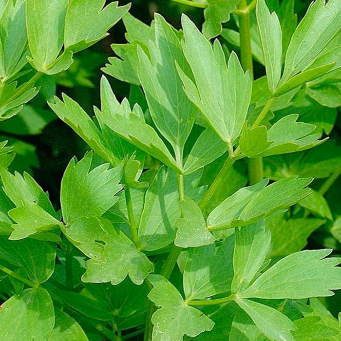Lovage - 4" Pot