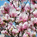 Magnolia 'Alexandrina' - Alexander Magnolia - 10 Gallon - Roger's Gardens