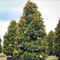 Magnolia grand. 'Little Gem' - Little Gem Dwarf Southern Magnolia - 15 Gallon - Roger's Gardens
