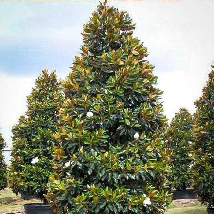 Magnolia grand. 'Little Gem' - Little Gem Dwarf Southern Magnolia - 15 Gallon - Roger's Gardens