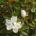 Magnolia grand. 'Saint Mary' - Saint Mary Southern Magnolia - 5 Gallon - Roger's Gardens
