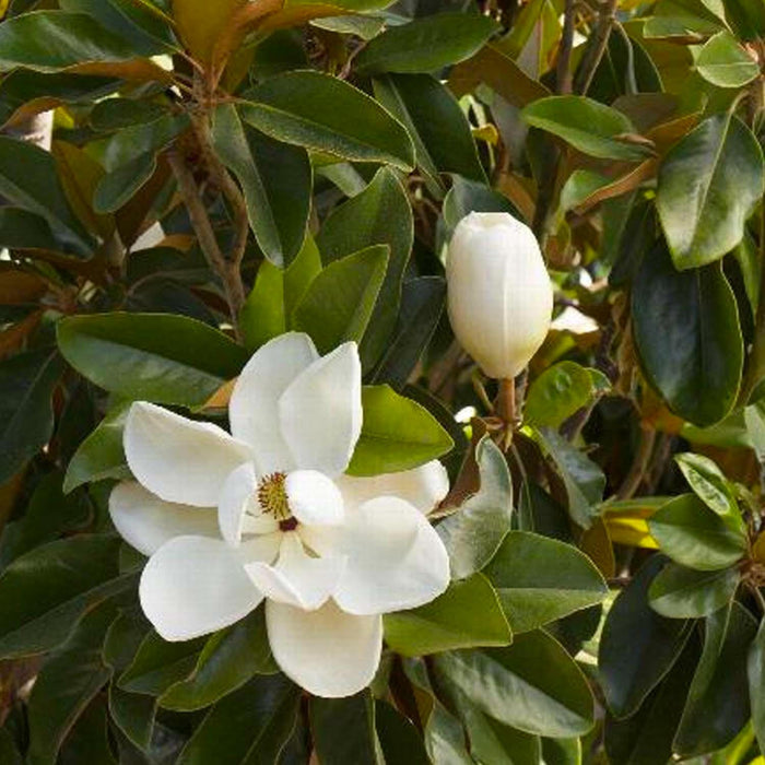 Magnolia grand. 'Saint Mary' - Saint Mary Southern Magnolia - 5 Gallon - Roger's Gardens