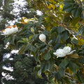 Magnolia grandiflora - Majestic Beauty® Southern Magnolia - 5 Gallon - Roger's Gardens