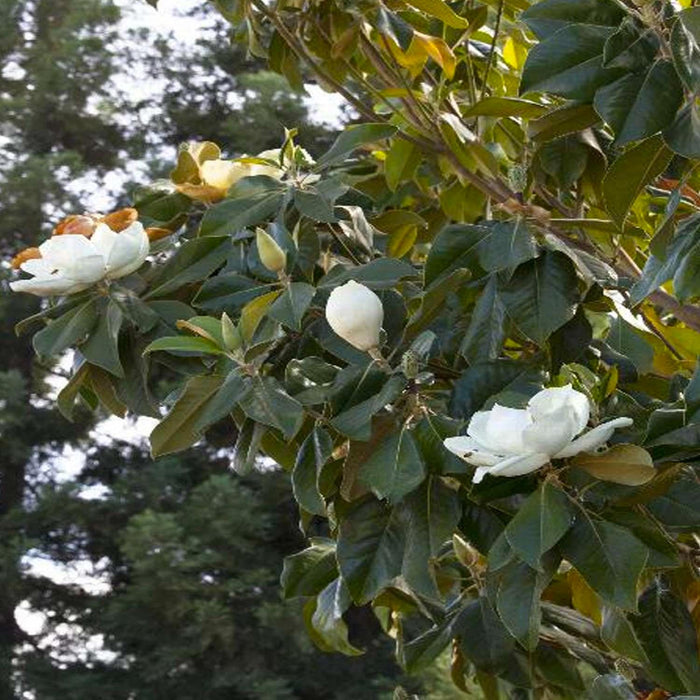 Magnolia grandiflora - Majestic Beauty® Southern Magnolia - 5 Gallon - Roger's Gardens