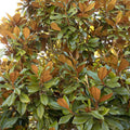 Magnolia grandiflora 'Bracken' - Bracken's Brown Beauty Magnolia - 7 Gallon - Roger's Gardens