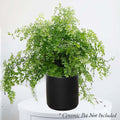 Maidenhair Fern - Adiantum - 6in - Roger's Gardens