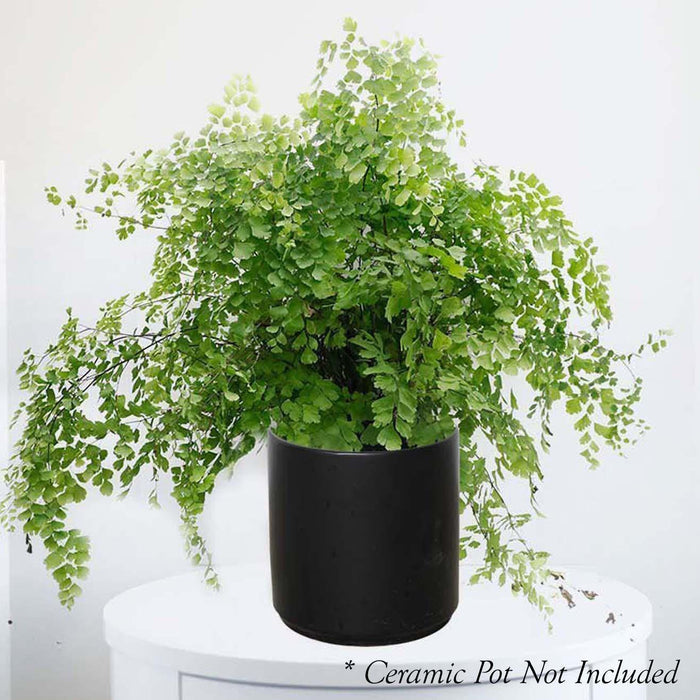 Maidenhair Fern - Adiantum - 6in - Roger's Gardens