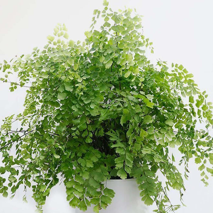 Maidenhair Fern - Adiantum - 6in - Roger's Gardens