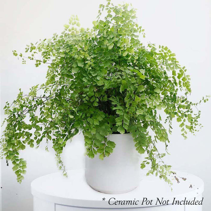 Maidenhair Fern - Adiantum - 6in - Roger's Gardens