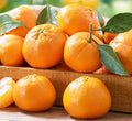 Mandarin 'Clementine' Espallier - 7 Gallon