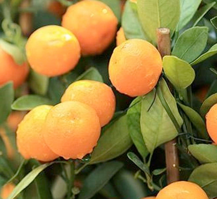 Mandarin 'Dancy' Standard - 5 Gallon