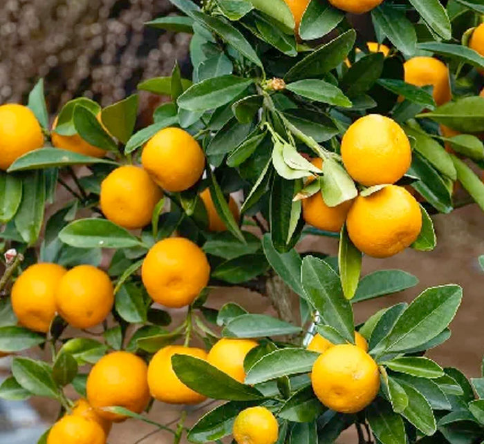 Mandarin 'Owari Satsuma' Espallier - 7 Gallon