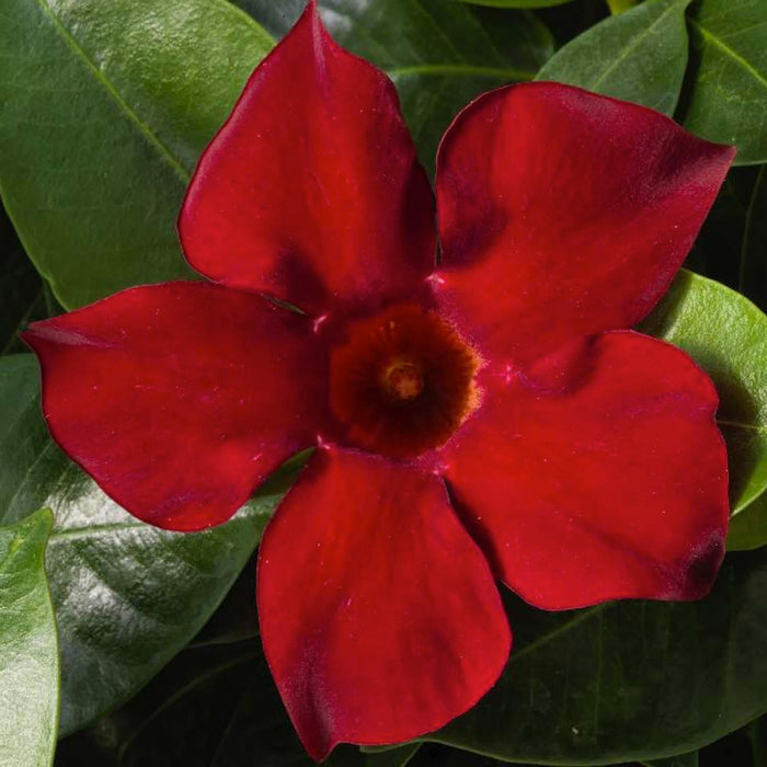 Mandevilla 'Deep Red'™ - Madinia Deep Red Mandevilla™ - Petite™ - 5 Inch - Roger's Gardens