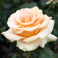 Marilyn Monroe - 5 Gallon - Roger's Gardens