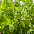 Marjoram - 4" Pot