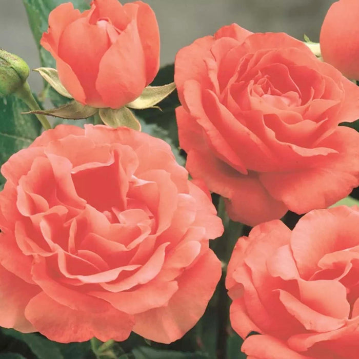 Marmalade Skies - 5 Gallon - Roger's Gardens