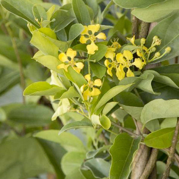 Mascagnia macroptera - Butterfly Vine - Staked - 1 Gallon - Roger's Gardens