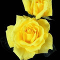 Mellow Yellow - 5 Gallon - Roger's Gardens