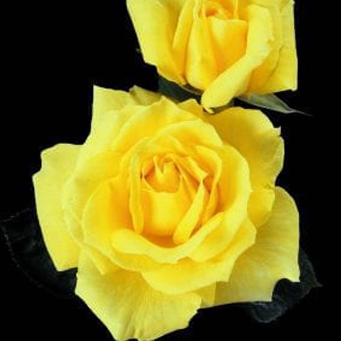 Mellow Yellow - 5 Gallon - Roger's Gardens