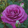 Melody Parfume - 5 Gallon - Roger's Gardens