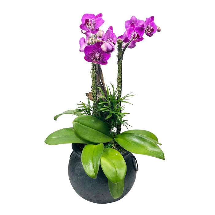 Mini Purple Orchids in Small Black Cauldron