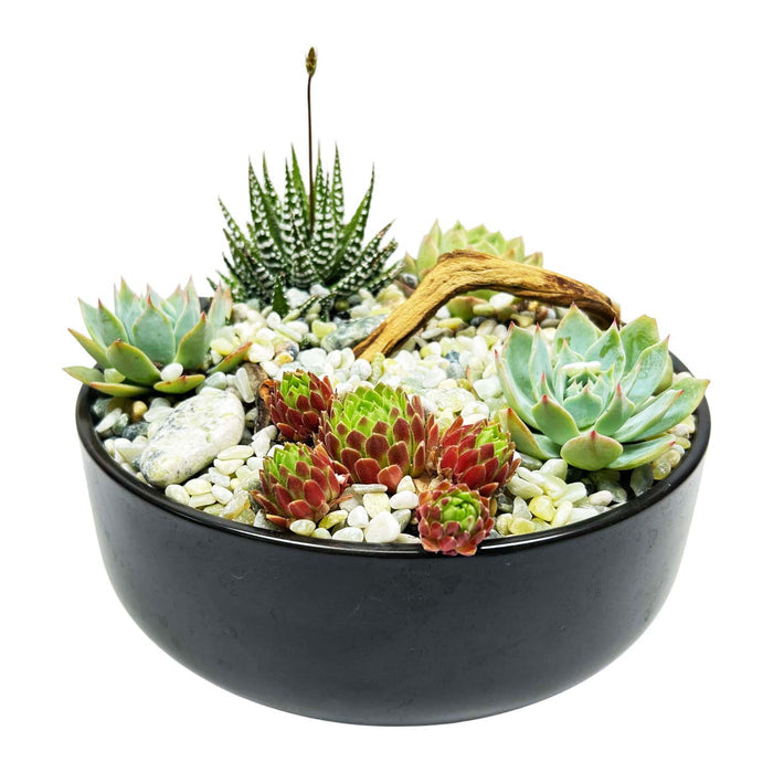 Mini Succulents in Black Ceramic Bowl