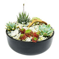 Mini Succulents in Black Ceramic Bowl
