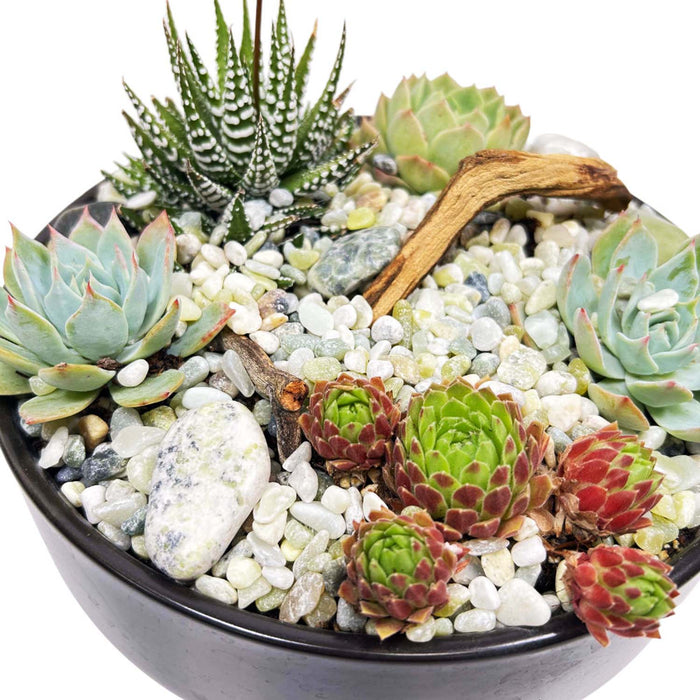 Mini Succulents in Black Ceramic Bowl