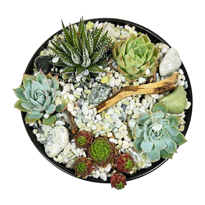 Mini Succulents in Black Ceramic Bowl